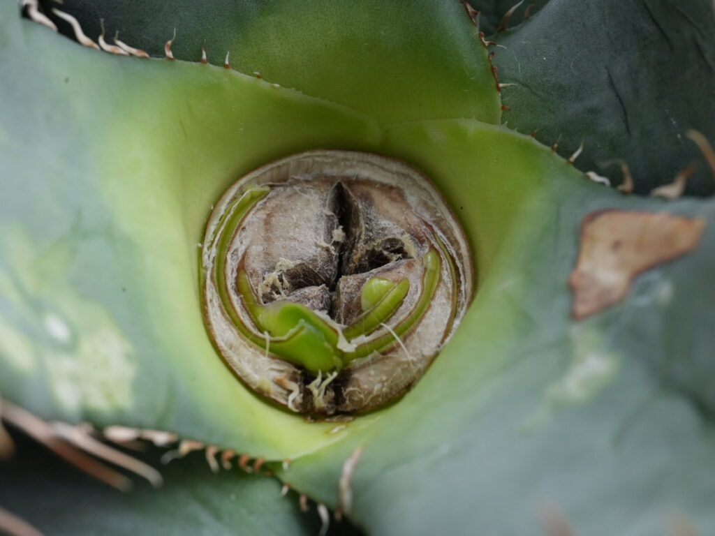 アガベの成長点潰し（芯潰し）、胴切りの失敗例