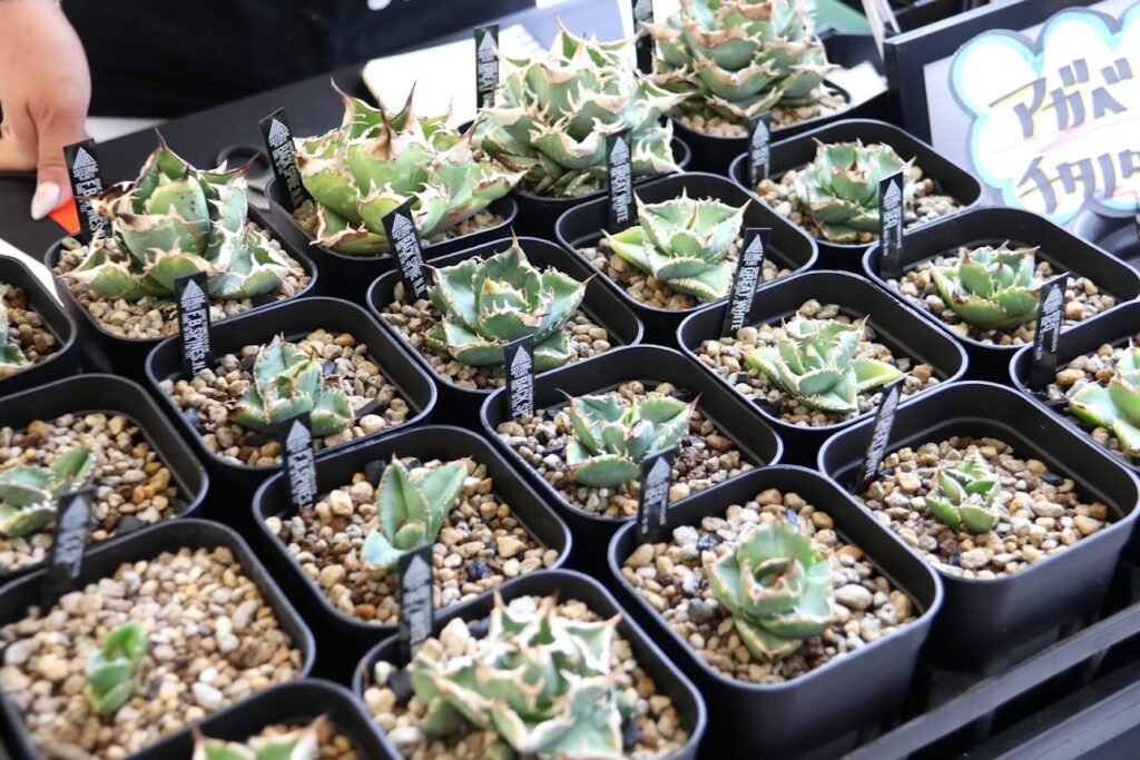 セドリックプランツのアガベ イベント出店