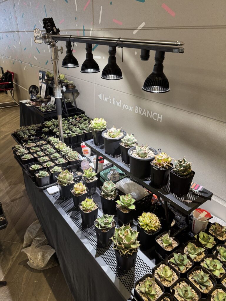 セドリックプランツのアガベ イベント出店