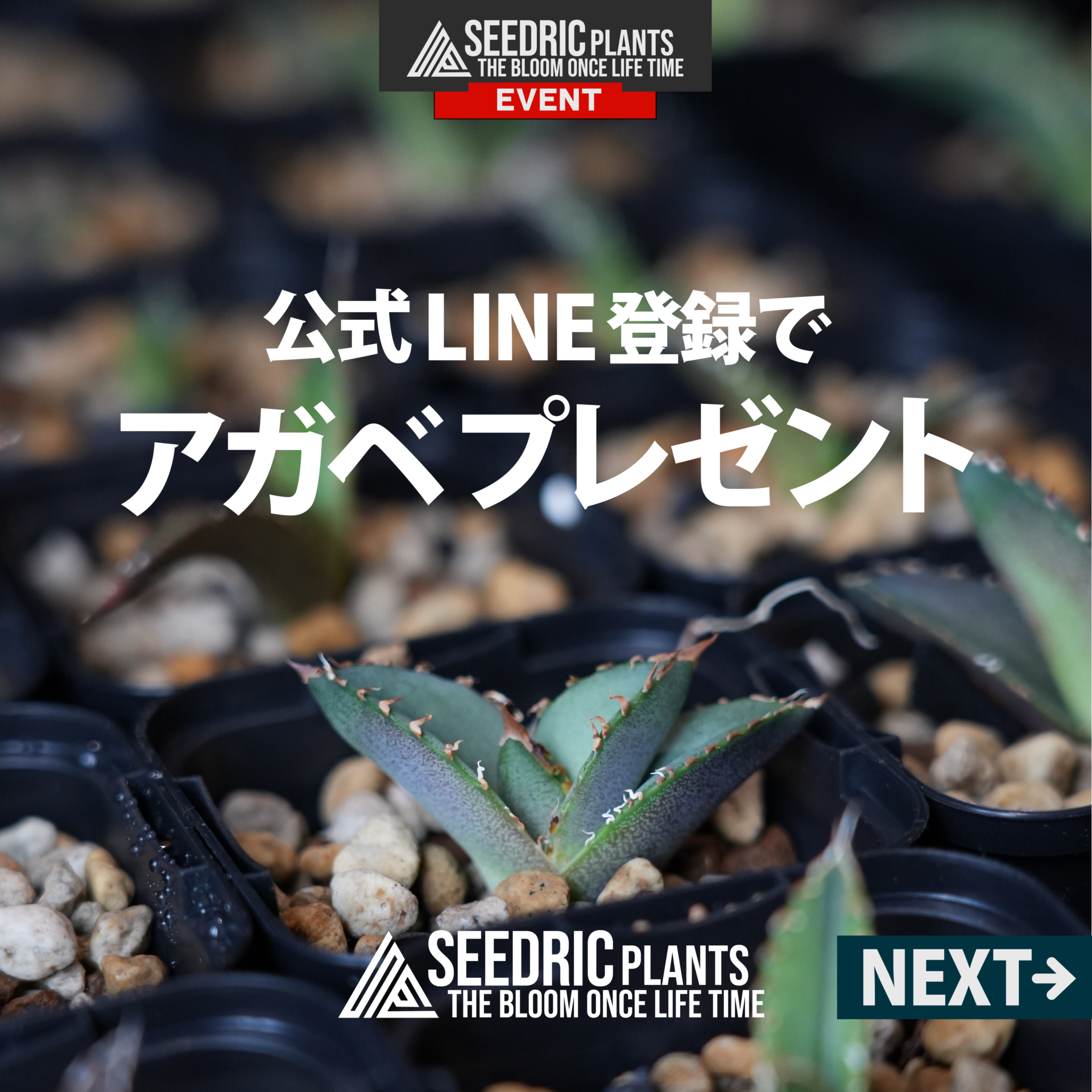 公式LINE登録でアガベ1株プレゼント！