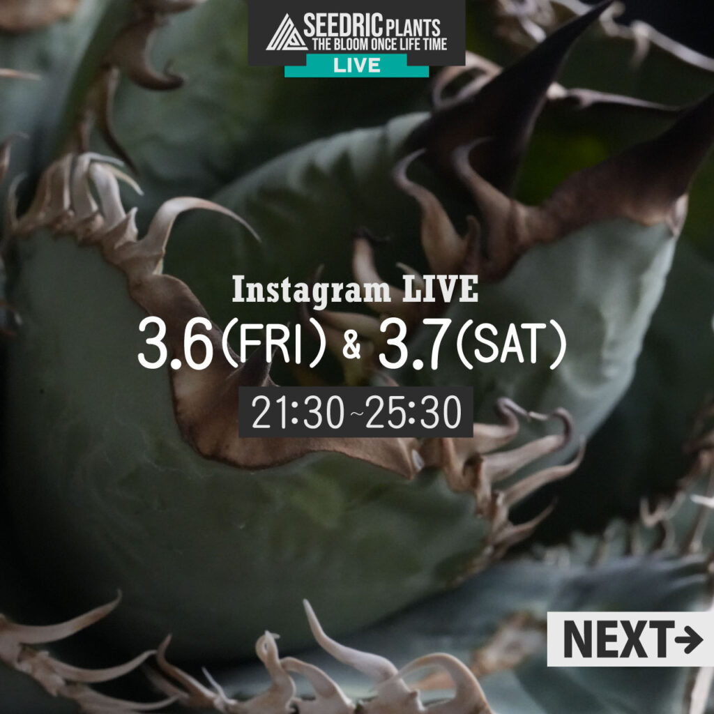 【LIVE】3月6日（金）、7日（土）21時半～25時半！ セドリックプランツのアガベ LIVE
