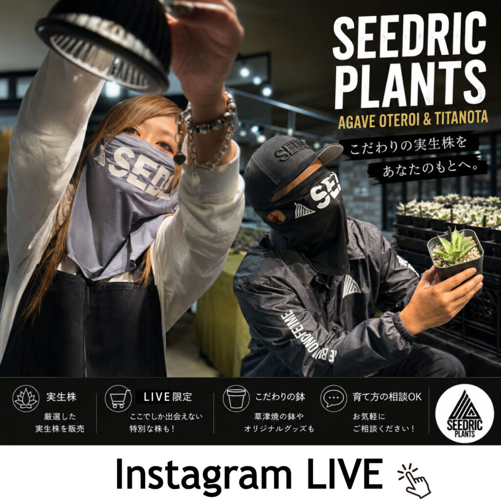ドリックプランツのアガベ LIVE【インスタグラム】