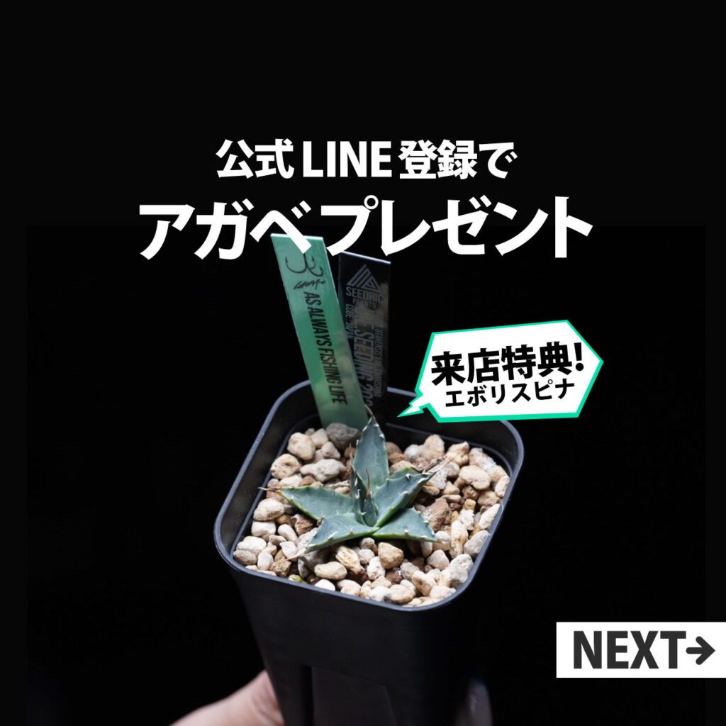 アガベ エボリスピナ実生を1株プレゼント！