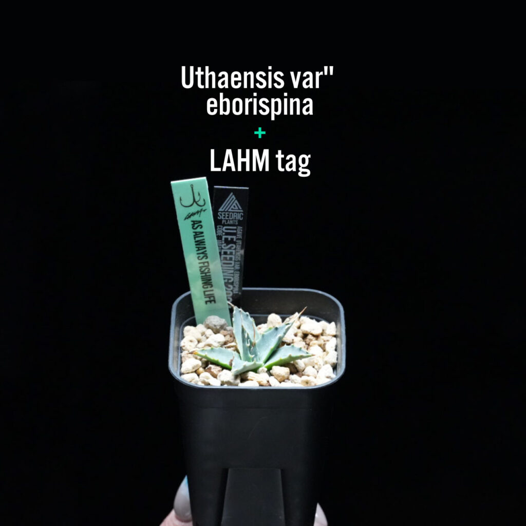 アガベ エボリスピナ実生、LAHM限定タグ付き。1株プレゼント！
