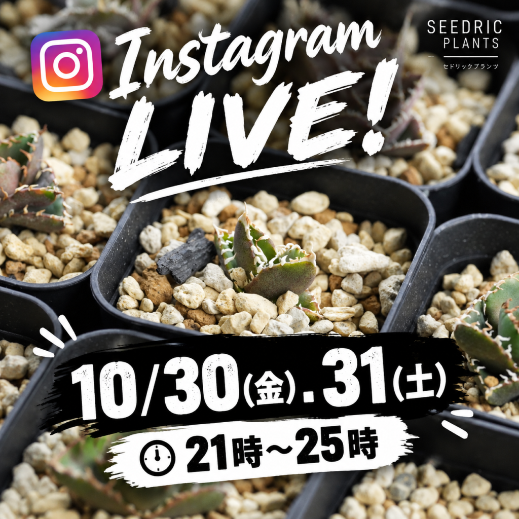 InstagramLIVE 10月30日(金),31日(土) 21時～25時
