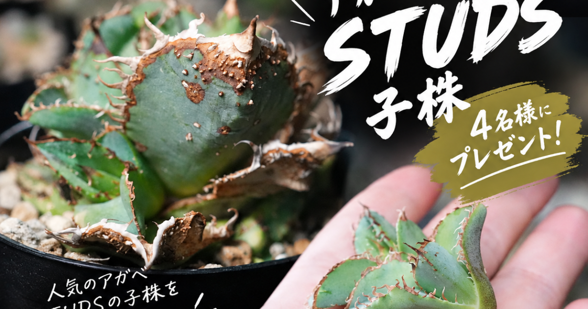 アガベSTUDS子株プレゼント