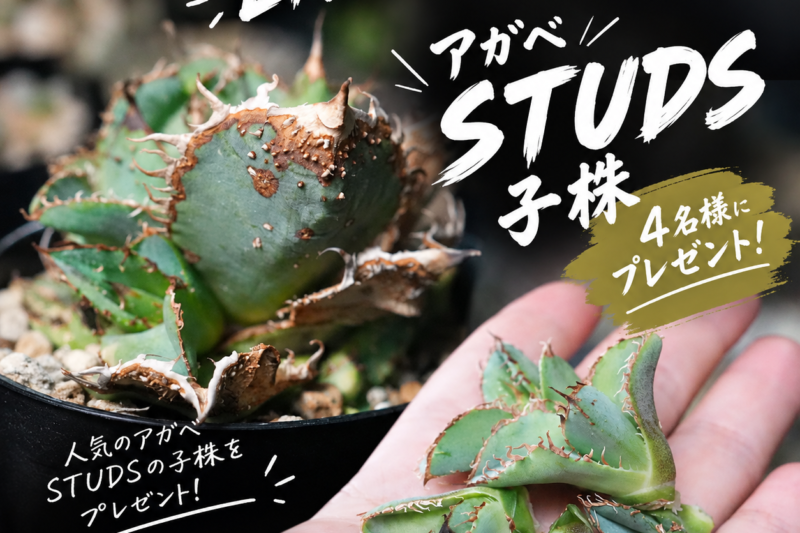 アガベSTUDS子株プレゼント