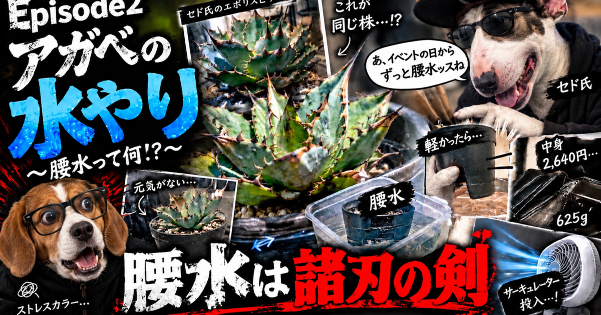 アガベの水やり、腰水って何
