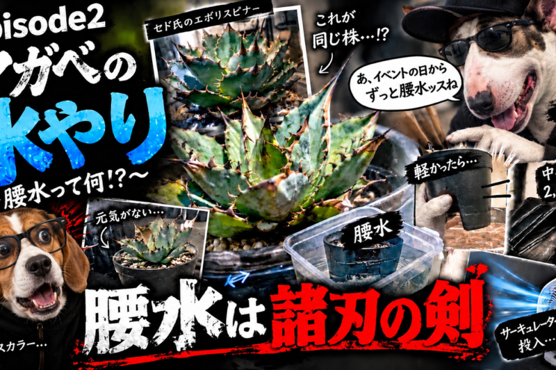 アガベの水やり、腰水って何