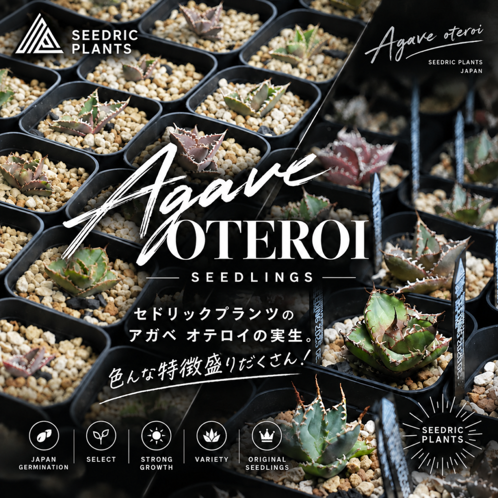セドリックプランツのアガベ オテロイ実生