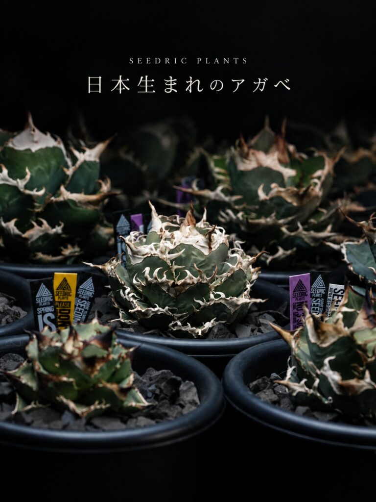 セドリックプランツ 日本生まれのアガベ販売