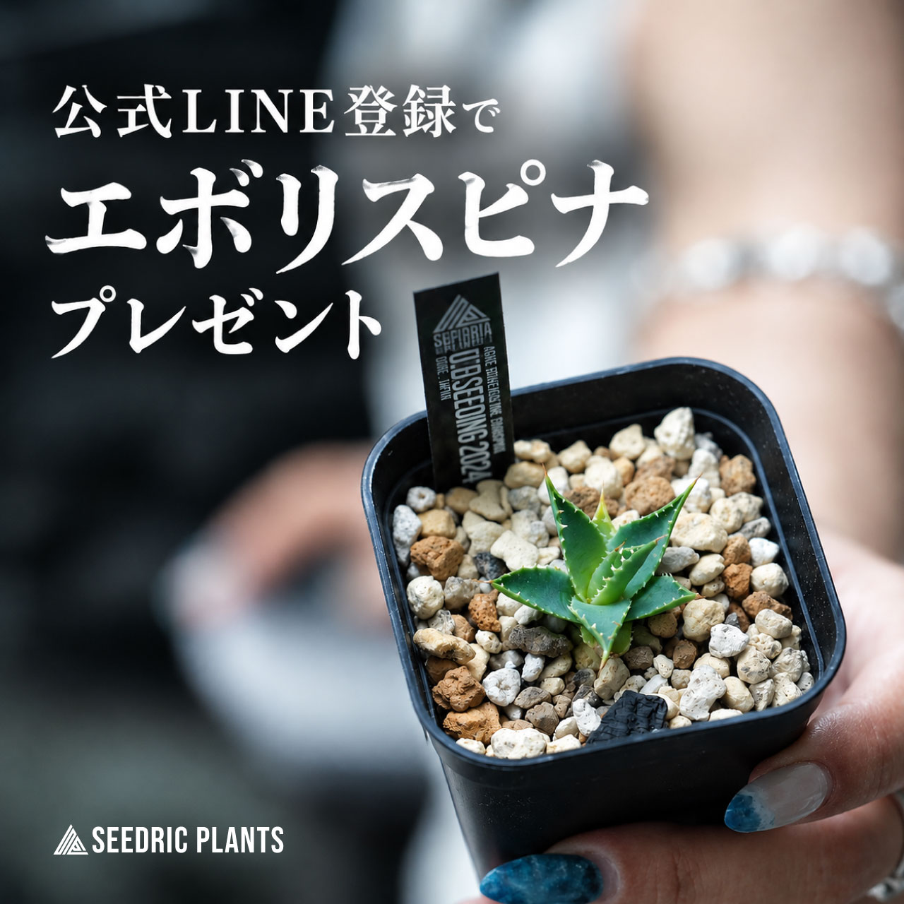 公式LINE登録でエボリスピナ実生プレゼント